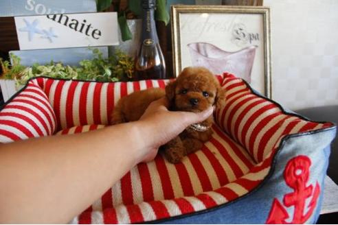 成約済の埼玉県のトイプードル-21626の3枚目