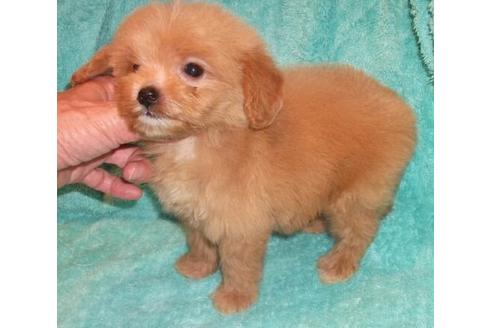 成約済の岐阜県のミックス犬-21628の3枚目
