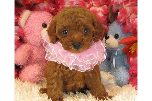 成約済の茨城県のトイプードル-21629の2枚目