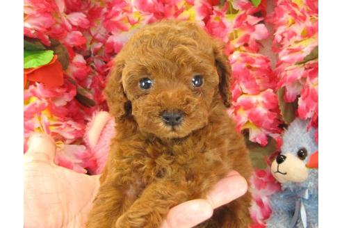 成約済の茨城県のトイプードル-21629の3枚目