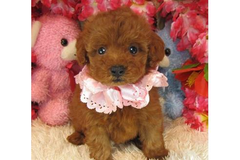 成約済の茨城県のトイプードル-21630の1枚目