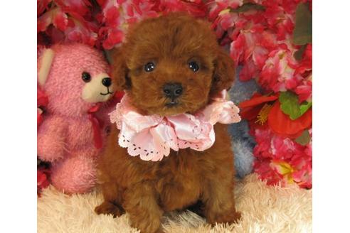 成約済の茨城県のトイプードル-21630の2枚目