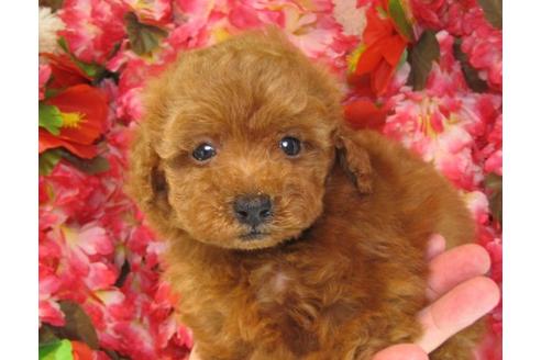 成約済の茨城県のトイプードル-21630の3枚目