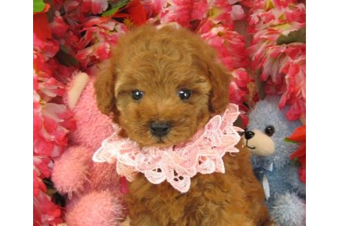 成約済の茨城県のトイプードル-21631の2枚目