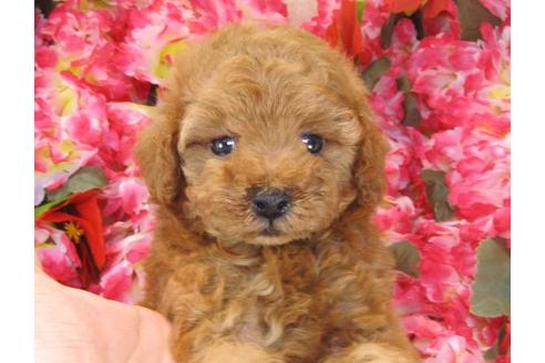 成約済の茨城県のトイプードル-21631の3枚目