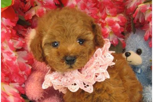 成約済の茨城県のトイプードル-21631の1枚目