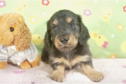 成約済の兵庫県のミニチュアダックスフンド-21649の1枚目