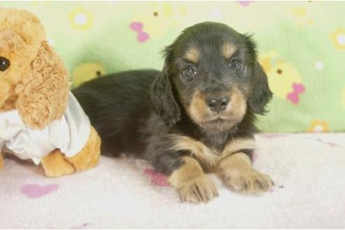 成約済の兵庫県のミニチュアダックスフンド-21649の2枚目