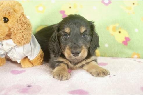 成約済の兵庫県のミニチュアダックスフンド-21649の3枚目