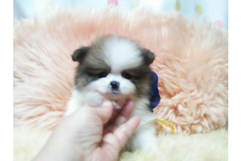 成約済の愛知県のポメラニアン-21700の1枚目