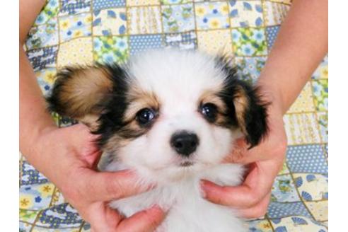 成約済の千葉県のパピヨン-21721の3枚目