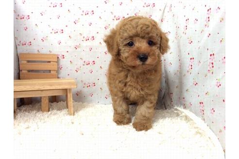 成約済の滋賀県のトイプードル-21735の2枚目