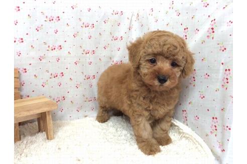 成約済の滋賀県のトイプードル-21735の1枚目