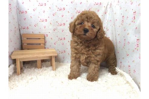 成約済の滋賀県のトイプードル-21737の1枚目