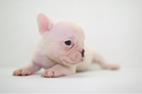 成約済の愛知県のフレンチブルドッグ-21742の3枚目