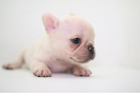 成約済の愛知県のフレンチブルドッグ-21743の2枚目