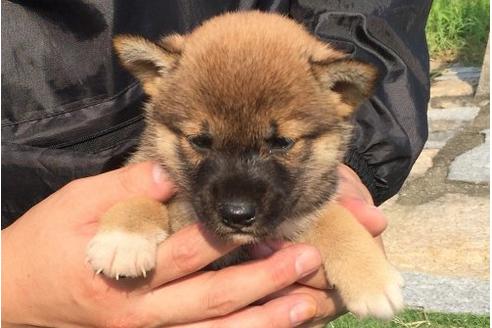 成約済の長崎県の柴犬-21075の1枚目