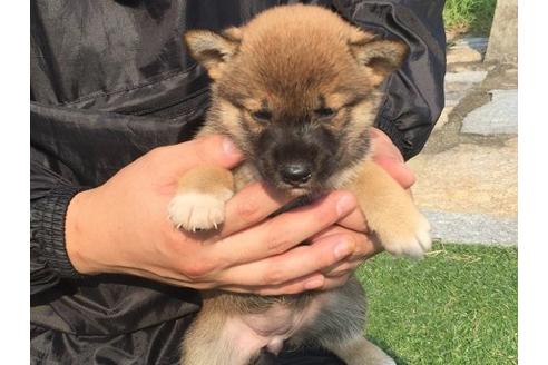 成約済の長崎県の柴犬-21075の2枚目