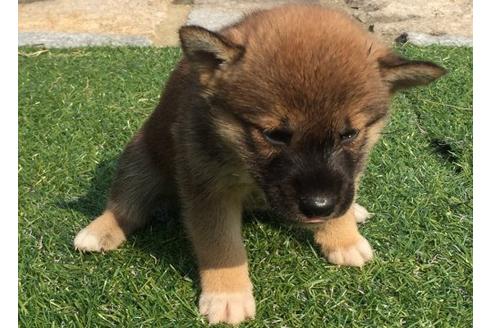 成約済の長崎県の柴犬-21075の3枚目