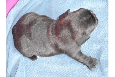 成約済の兵庫県のフレンチブルドッグ-21781の1枚目