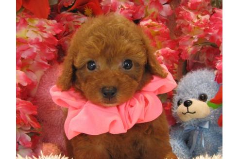 成約済の茨城県のトイプードル-21801の1枚目