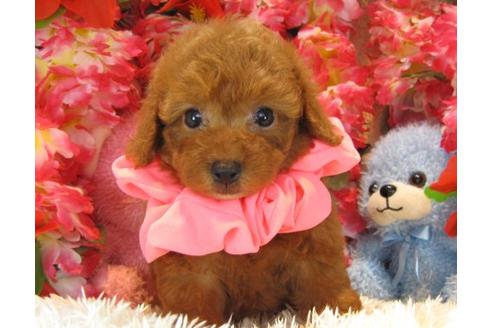 成約済の茨城県のトイプードル-21801の2枚目