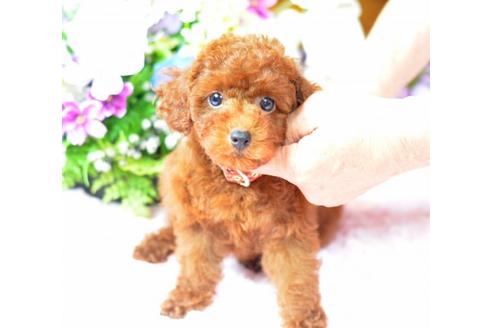 成約済の埼玉県のトイプードル-18543の3枚目