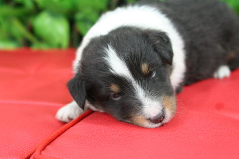 成約済の京都府のシェットランドシープドッグ(シェルティ)-21834の5枚目