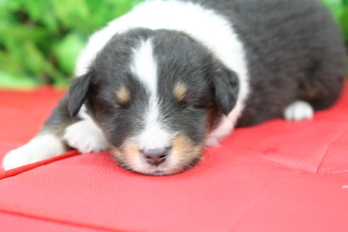 成約済の京都府のシェットランドシープドッグ(シェルティ)-21834の4枚目