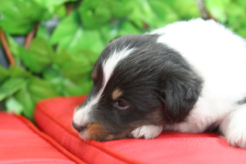 成約済の京都府のシェットランドシープドッグ(シェルティ)-21834の3枚目