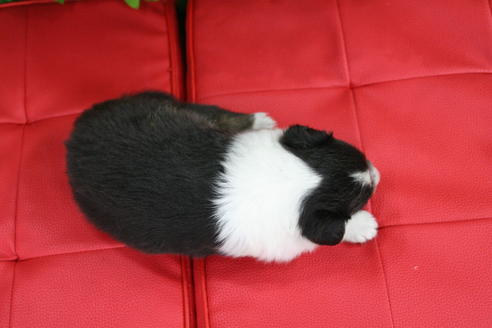 成約済の京都府のシェットランドシープドッグ(シェルティ)-21834の2枚目