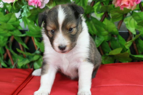 成約済の京都府のシェットランドシープドッグ(シェルティ)-21836の4枚目