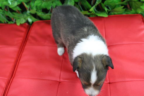 成約済の京都府のシェットランドシープドッグ(シェルティ)-21836の3枚目