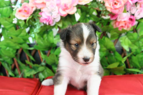 成約済の京都府のシェットランドシープドッグ(シェルティ)-21836の2枚目