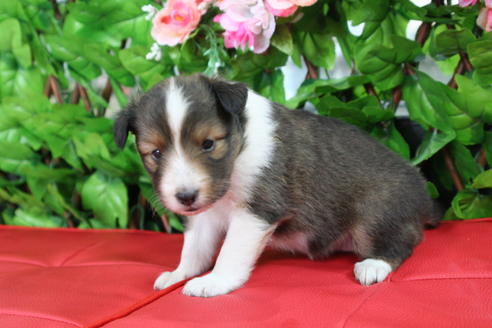 成約済の京都府のシェットランドシープドッグ(シェルティ)-21836の1枚目