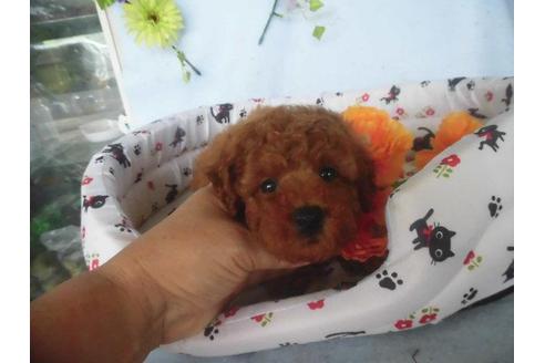 成約済の鹿児島県のトイプードル-21849の3枚目