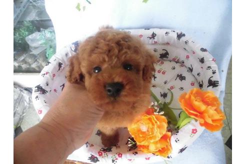 成約済の鹿児島県のトイプードル-21849の2枚目