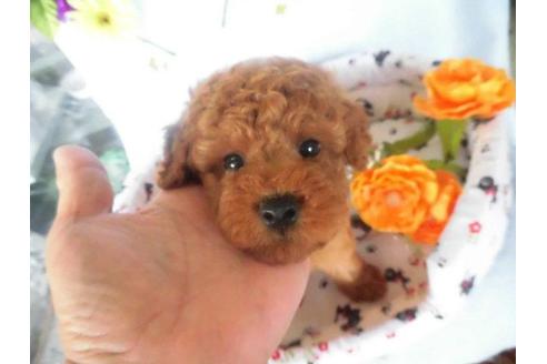成約済の鹿児島県のトイプードル-21849の1枚目