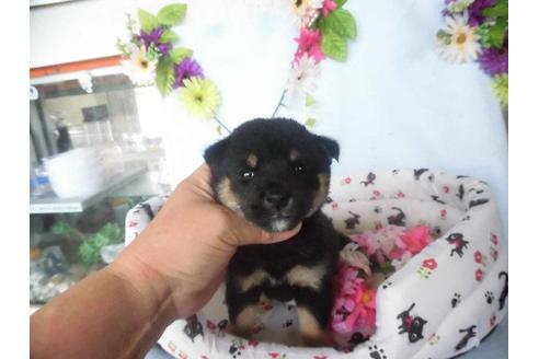 成約済の鹿児島県の豆柴-21854の2枚目