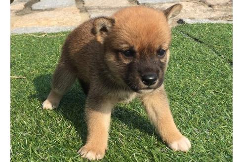成約済の長崎県の柴犬-21077の1枚目