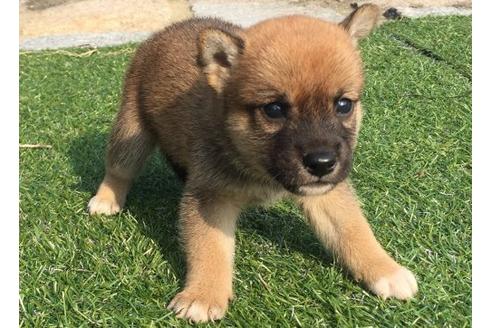 成約済の長崎県の柴犬-21077の2枚目