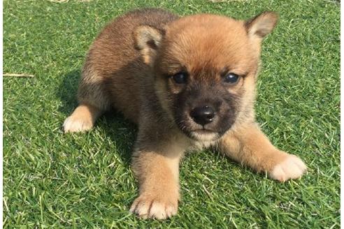 成約済の長崎県の柴犬-21077の3枚目