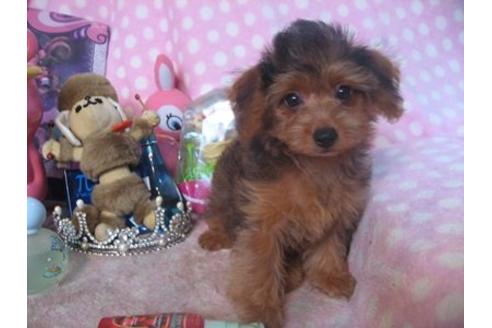 成約済の静岡県のミックス犬-21879の1枚目