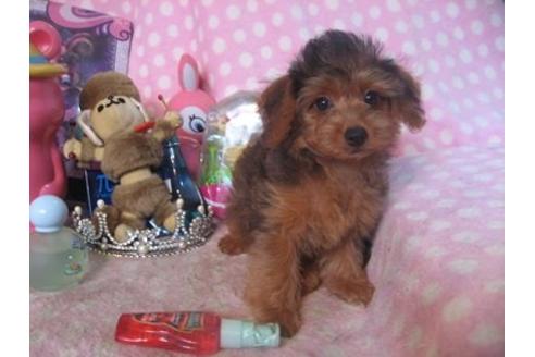 成約済の静岡県のミックス犬-21879の3枚目