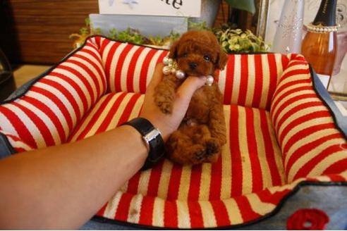 成約済の埼玉県のトイプードル-21893の1枚目