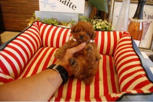 成約済の埼玉県のトイプードル-21893の2枚目