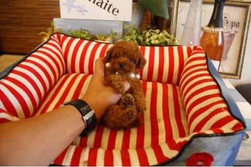 成約済の埼玉県のトイプードル-21893の3枚目