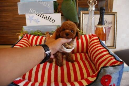 成約済の埼玉県のトイプードル-21894の1枚目