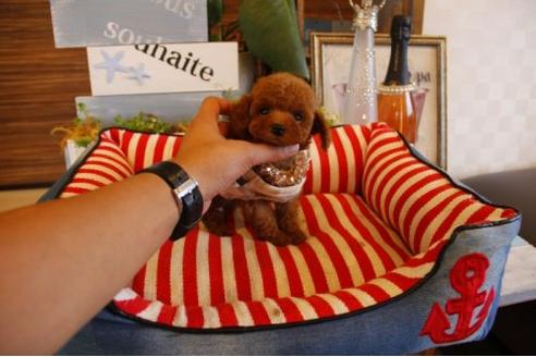 成約済の埼玉県のトイプードル-21894の2枚目