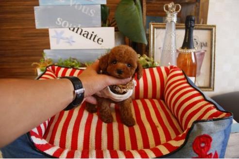 成約済の埼玉県のトイプードル-21894の3枚目